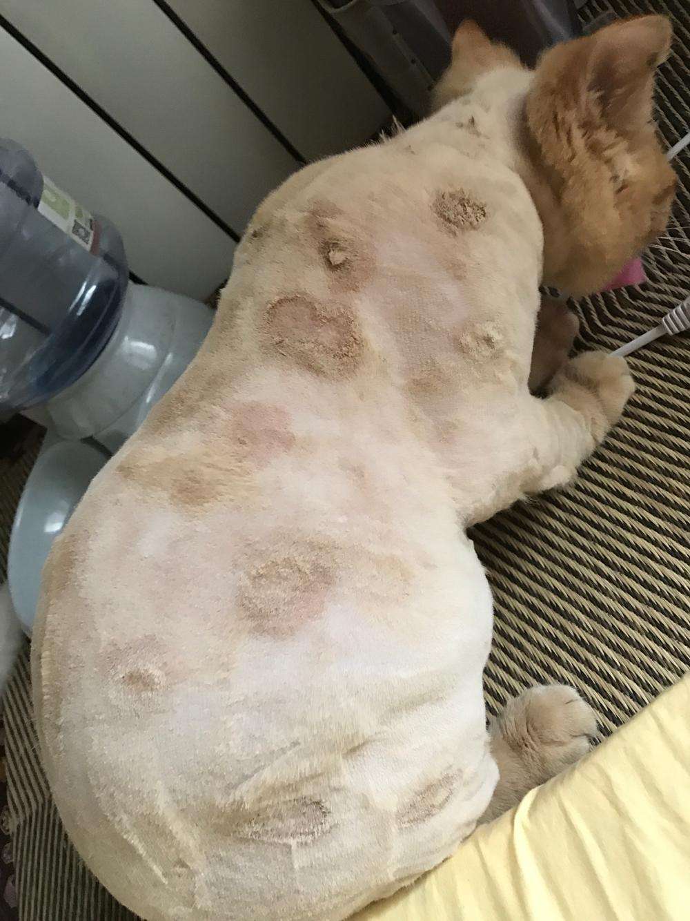 十猫九藓!为什么猫咪总有猫藓,到底是什么原因?