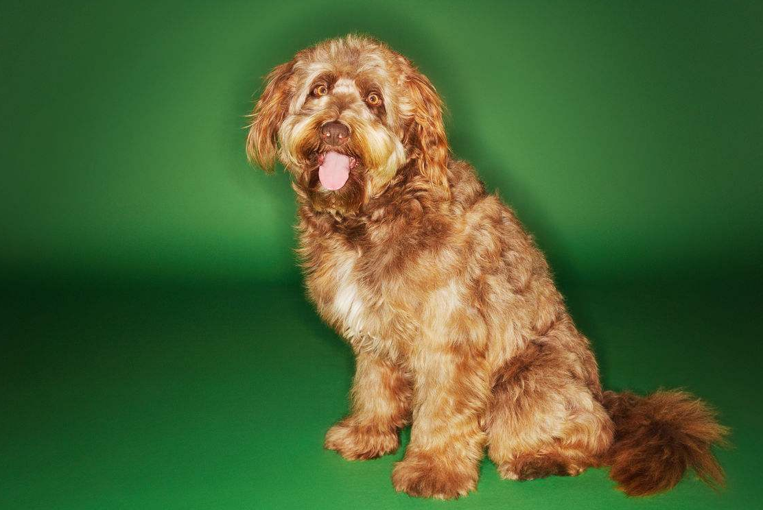 宠物大全:奥达猎犬的详细资料,和蔼的,性格平静的狗