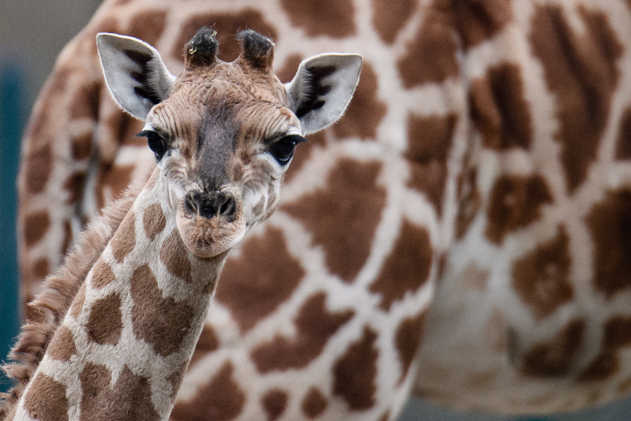 小长颈鹿"埃拉"
