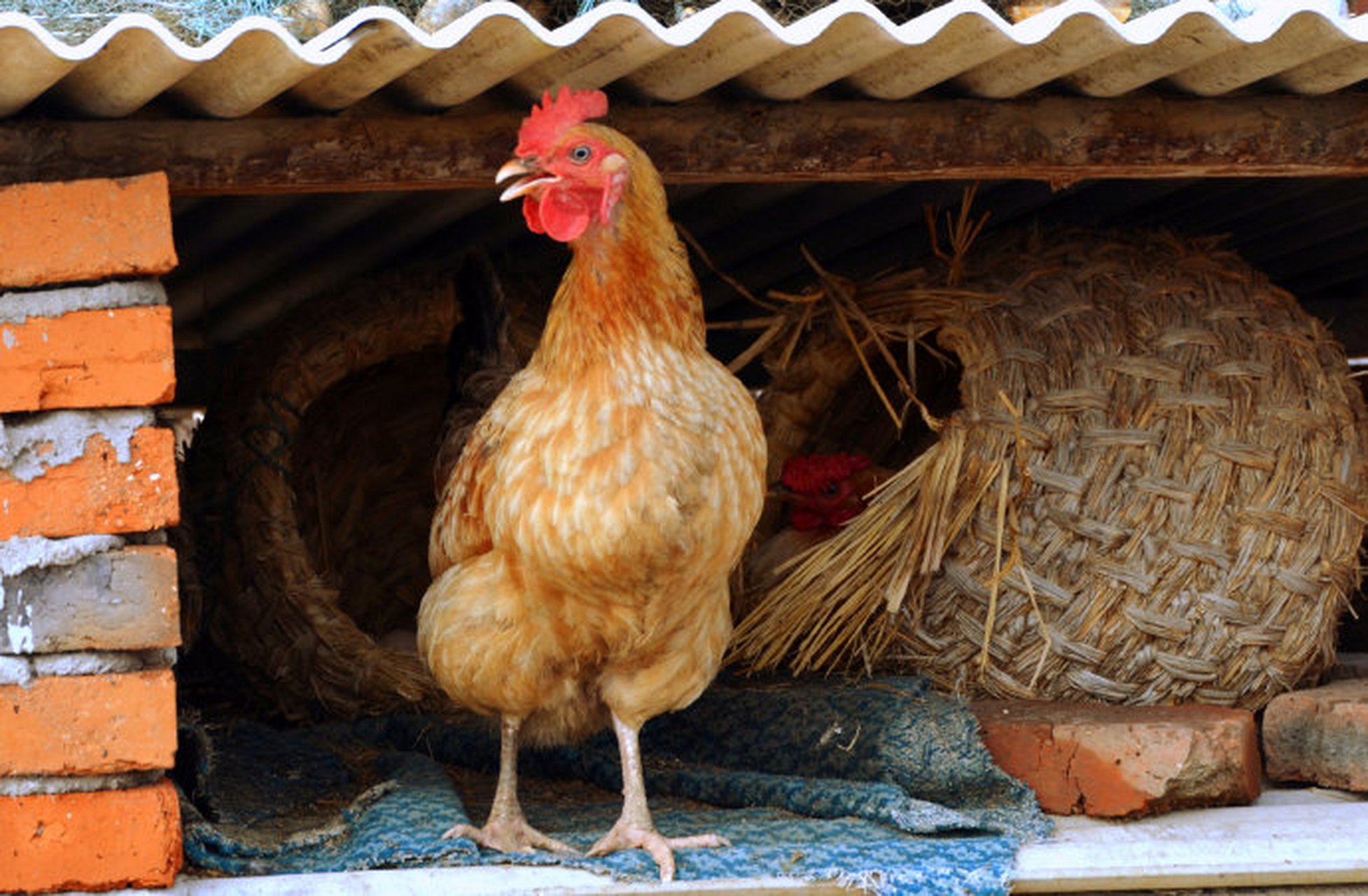 在我们老家农村,老母鸡孵小鸡,被称为"抱窝"或者"趴窝".