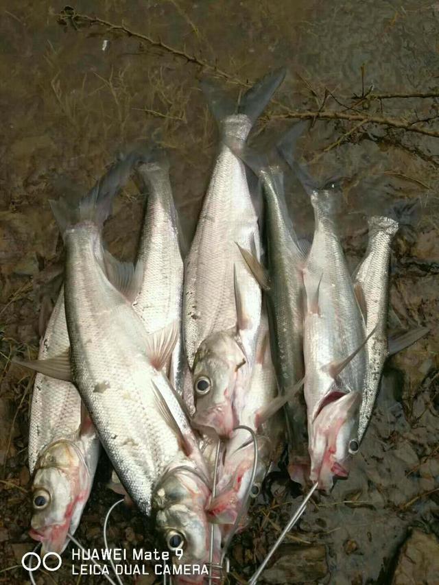 白龙湖路亚翘嘴"爆护",3个小时钓获70斤