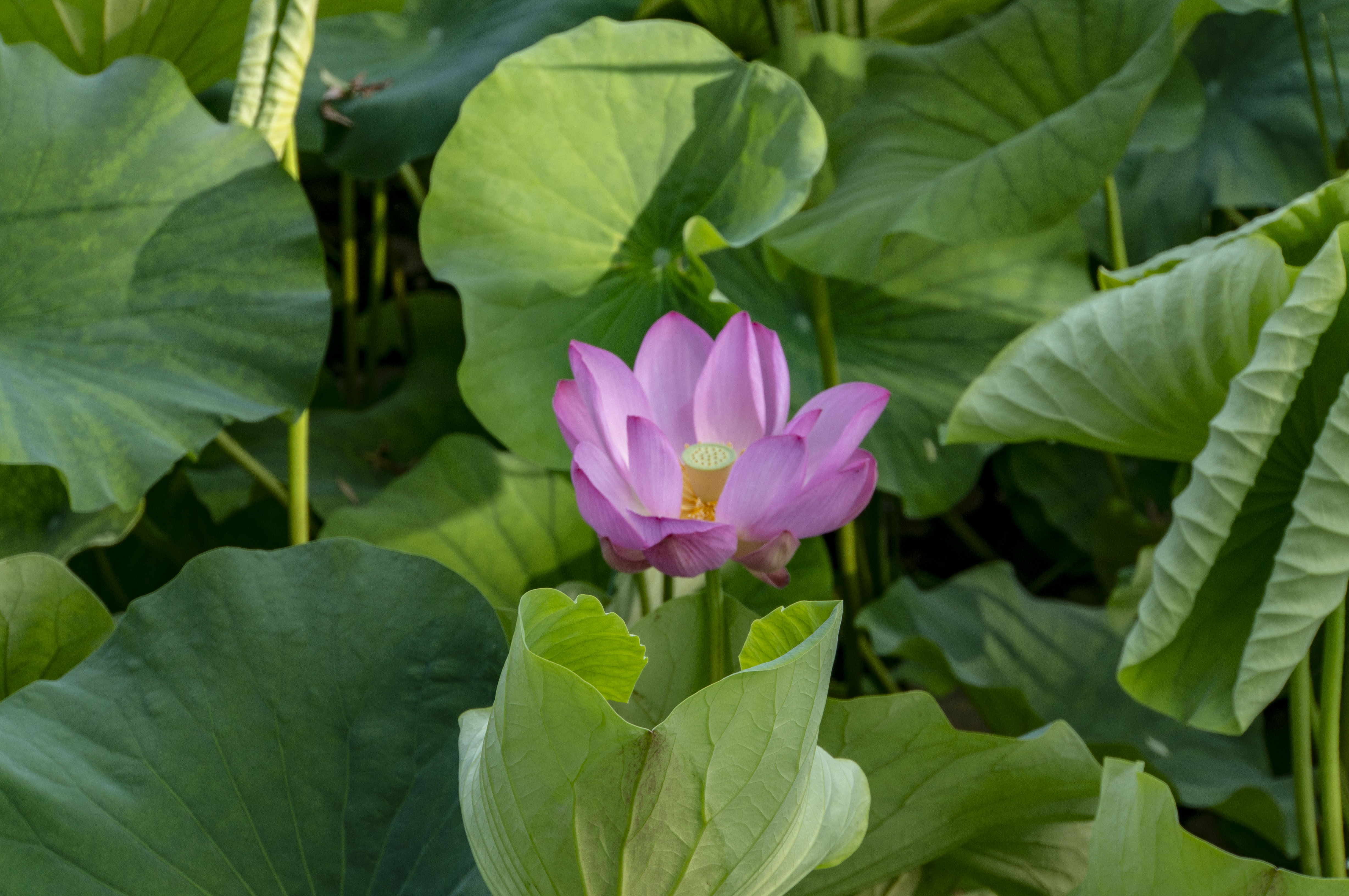 来拍吧!龙潭湖的荷花正艳