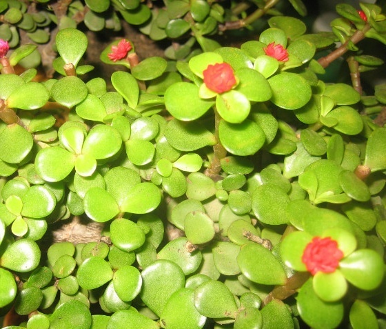 常见植物知识普及——马齿苋属