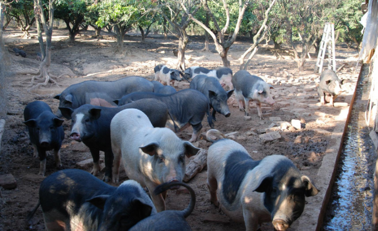 养猪- 优质问答专区