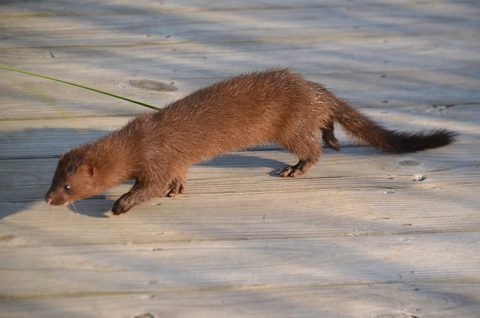 揭开荒野的谜团,你见过真正的狡猾猛兽——黄鼠狼吗?