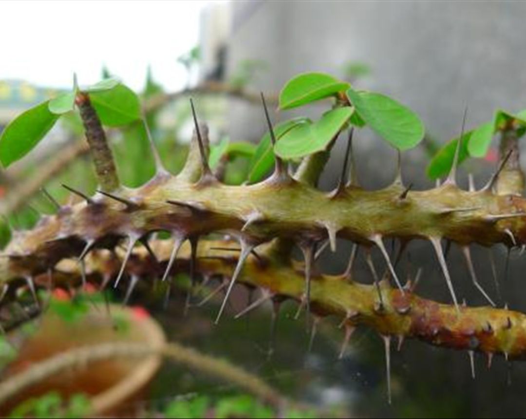 虎刺梅的繁殖方法图解图片