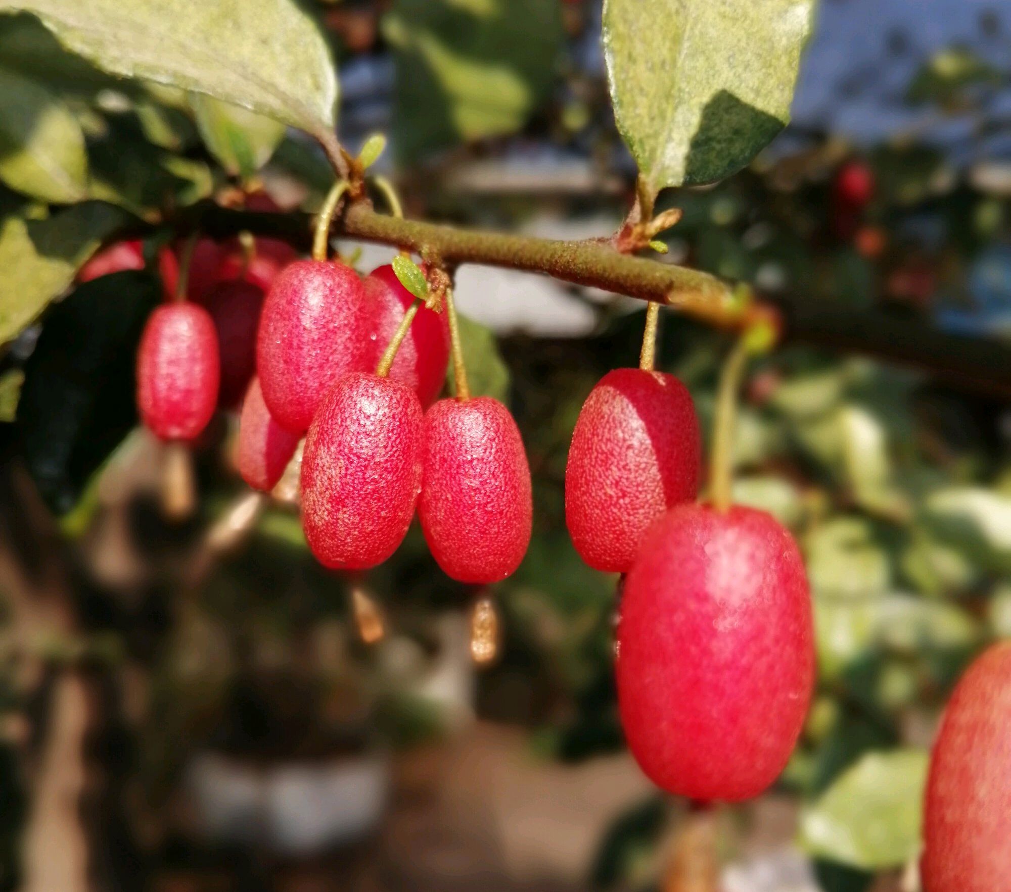 四川牛奶奶树子果子图片