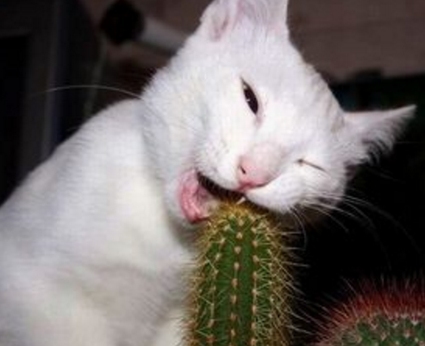 历史成语故事:众怒难犯,众叛亲离二词的由来!