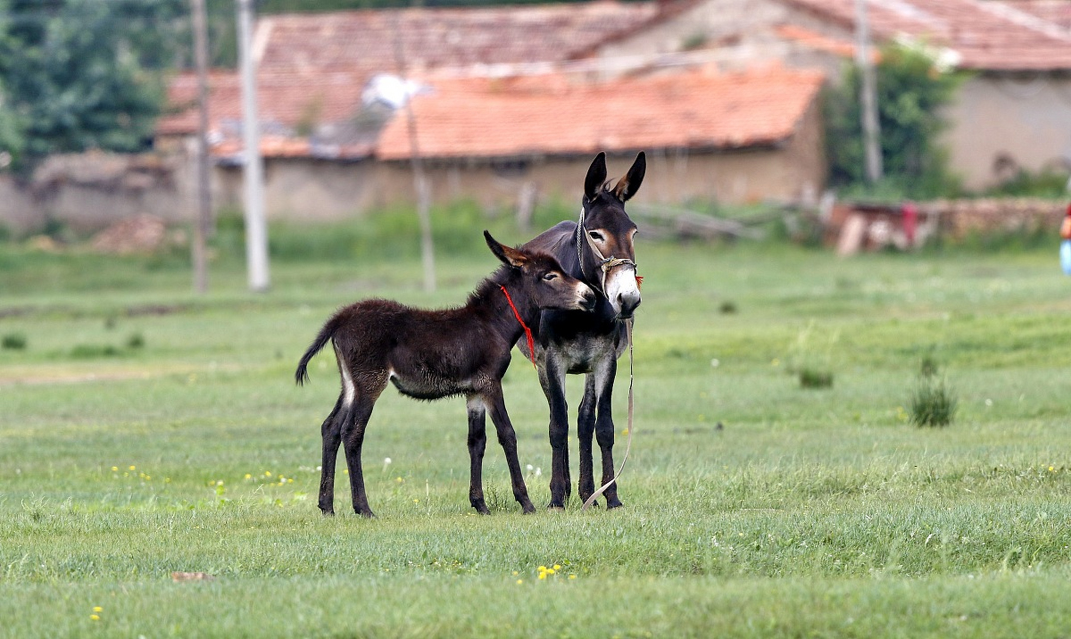 他有几只小毛驴,从来也不骑,有一天我心血来潮,拉来拍几期.#动物趣图