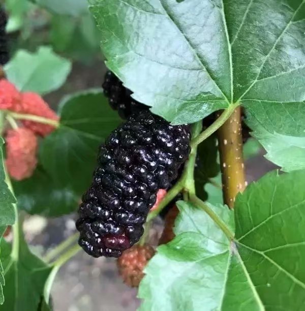原创散文:又见桑葚子