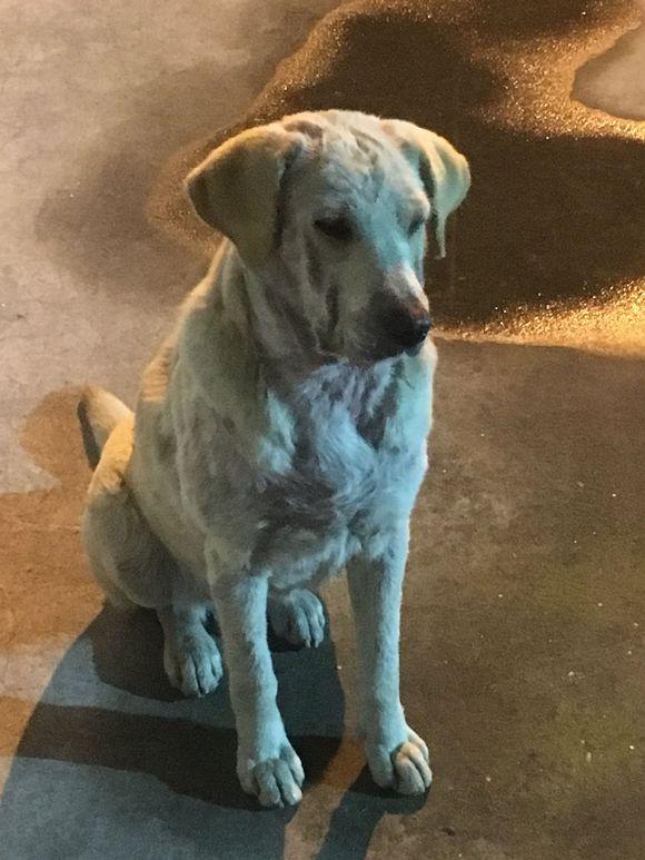 流浪狗生病后流落街头,看到它那无辜的表情后,叫人难以忘怀