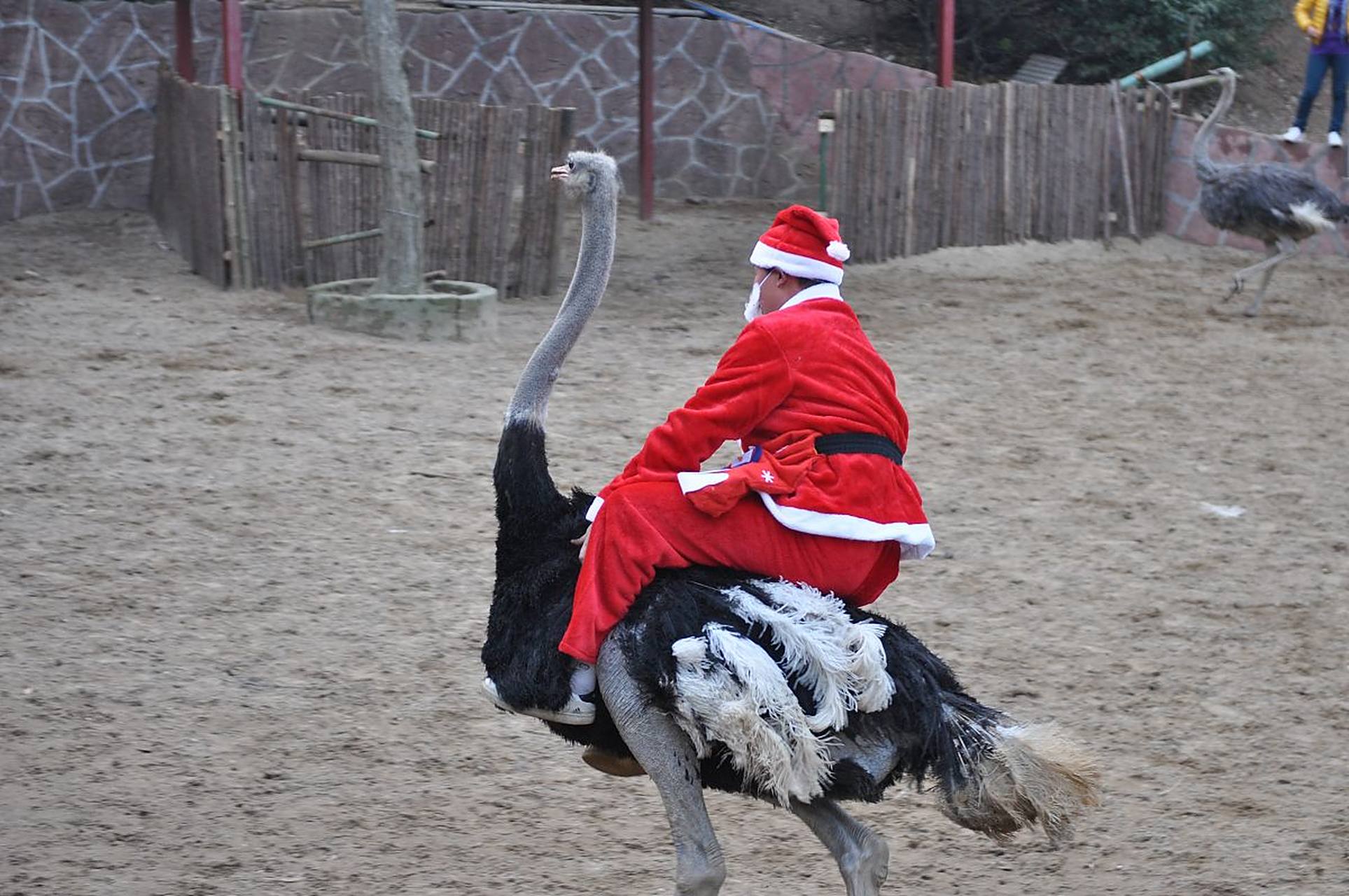 十二三岁的女娃娃骑鸵鸟上街,网友纷纷惊叹  新闻事件发生在大理,一个