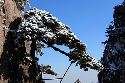 黄山雪松美不胜收,真的太喜欢了,有机会想去看看