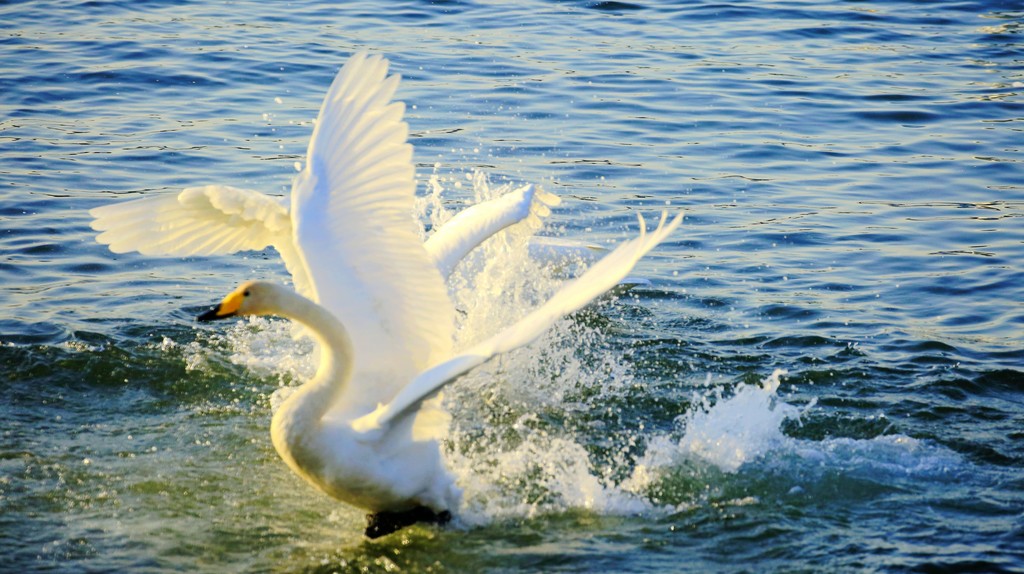天鹅戏水打斗.「佳能」