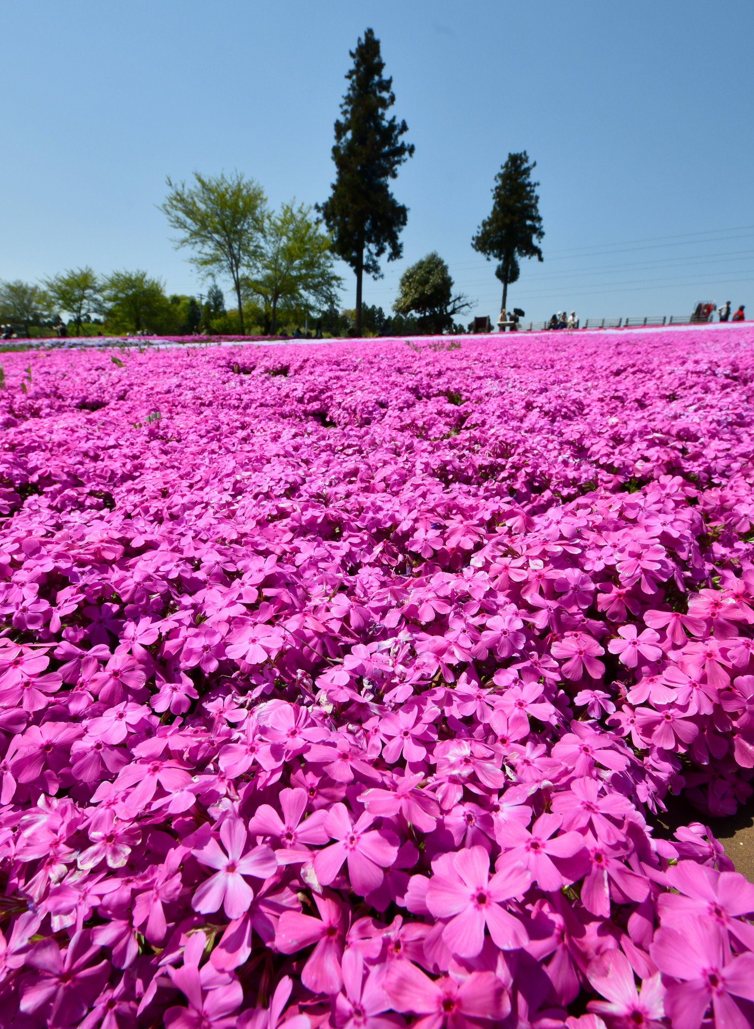 日本秩父芝樱盛开 超梦幻花海织就粉色地毯