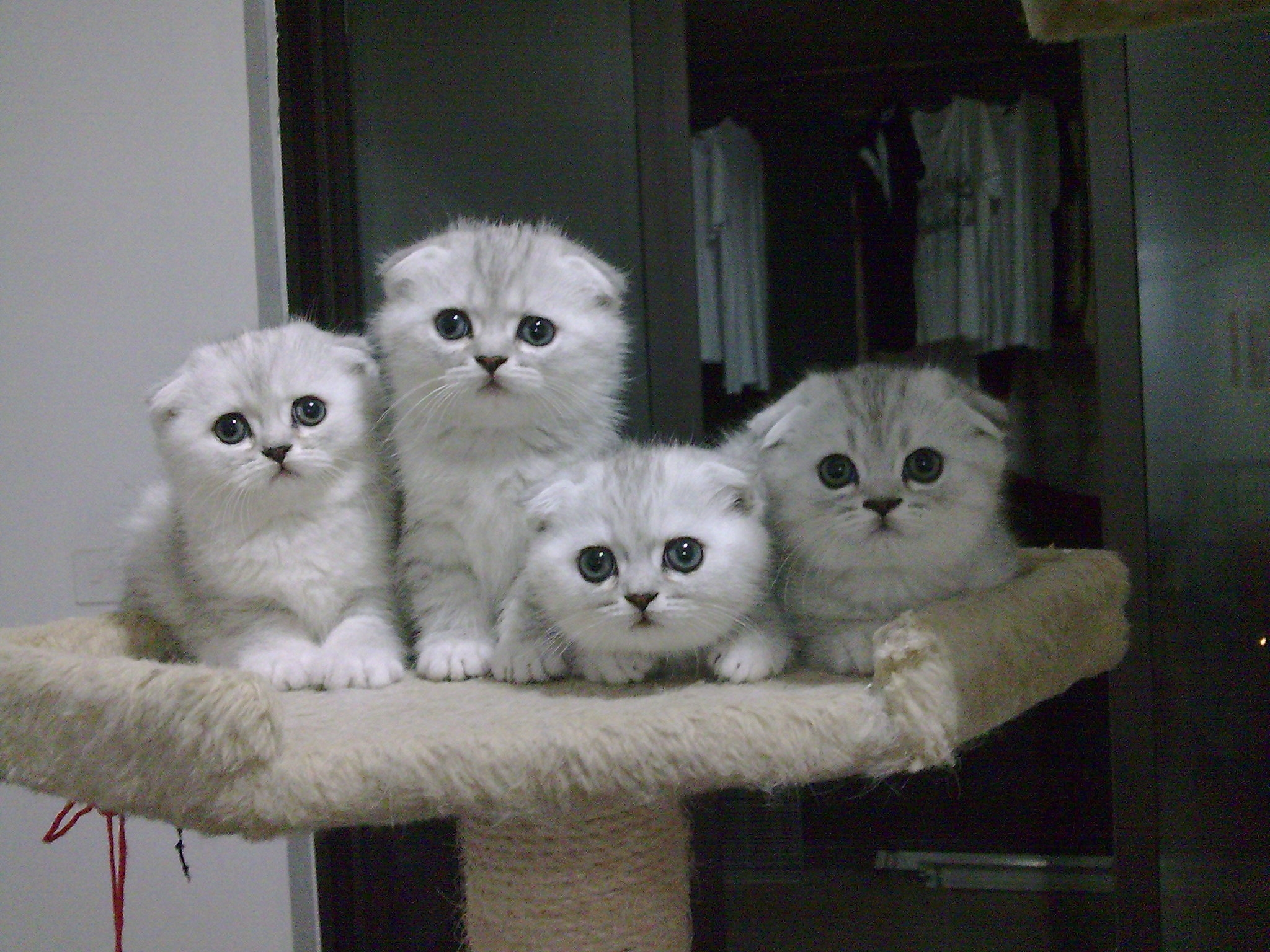 苏格兰折耳猫:这些饲养禁忌,你一定要知道!