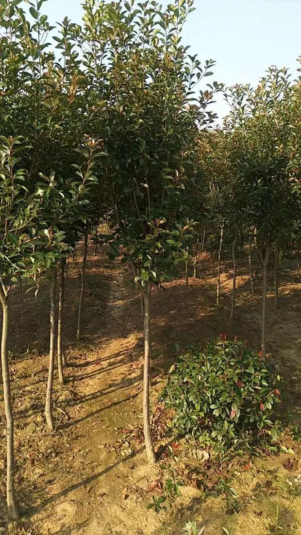 恭喜南京汤泉苗木基地入驻苗木通!陈正刚:岁寒应识栋梁材