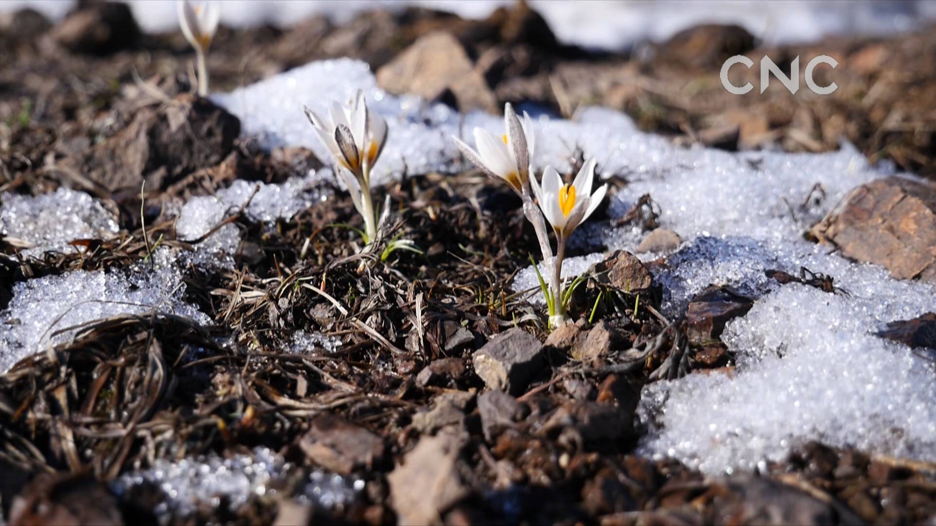 新疆:顶冰花开春来到