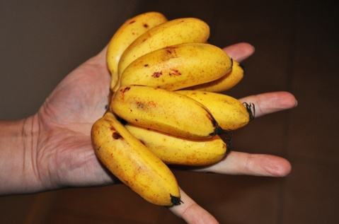 盘点4种"迷你水果",小西瓜太坑,"拇指香蕉"不够塞牙缝的!