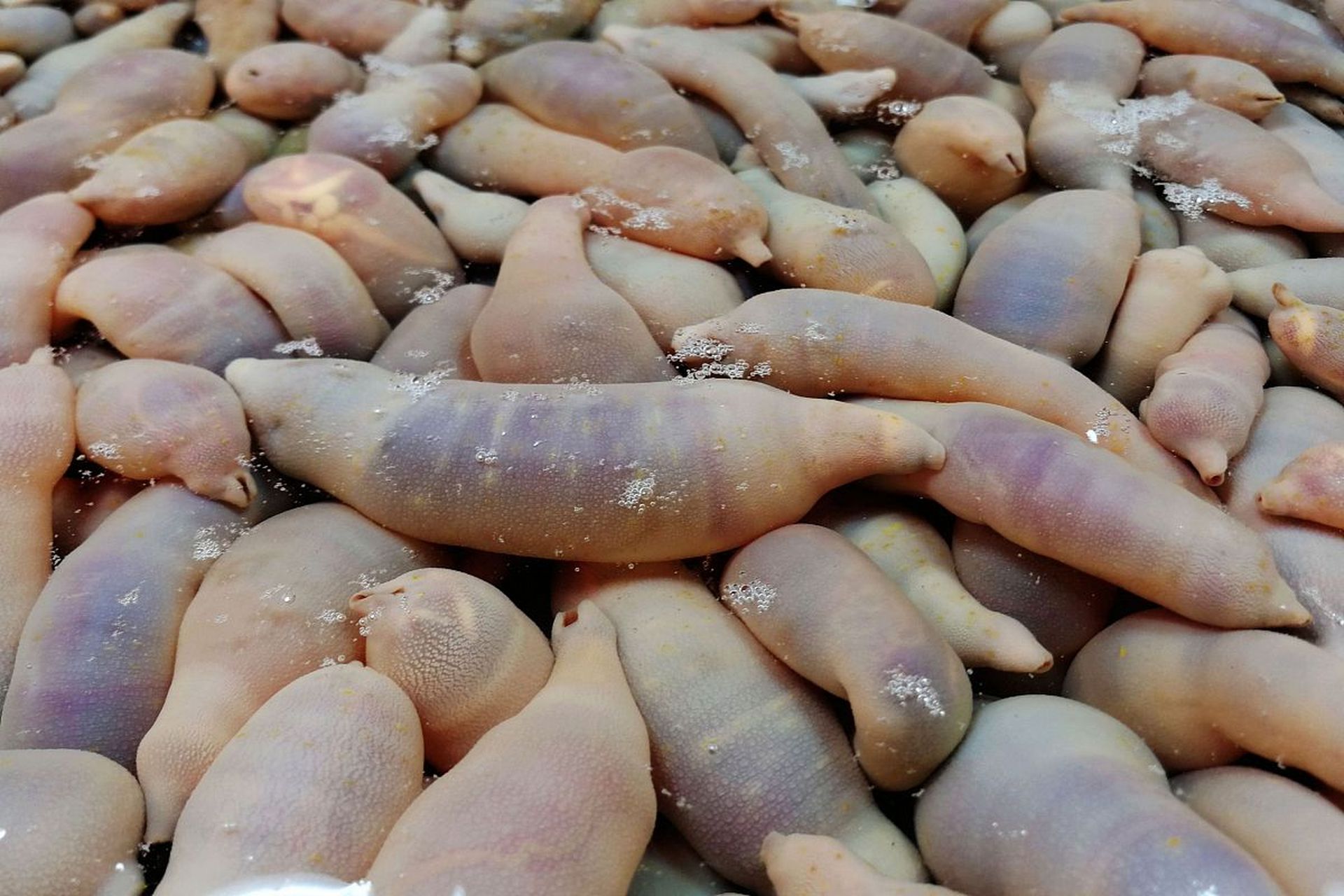 近期山东烟台部分海滩出现了大量海肠,吸引了不少市民前去赶海捞海肠.