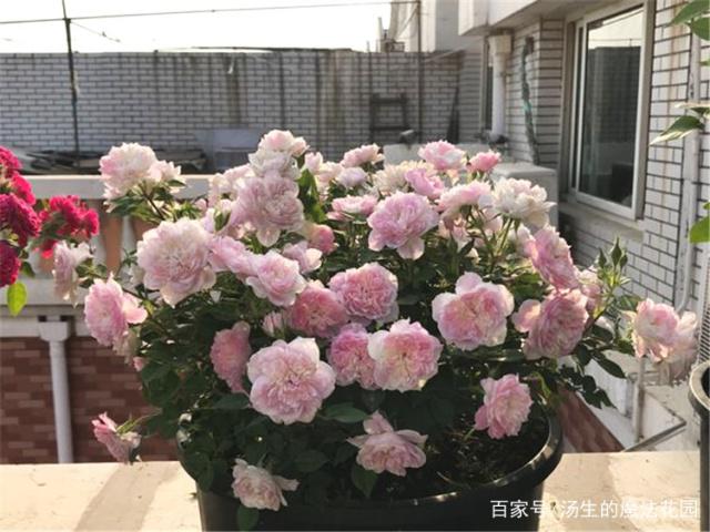 幸福之门,经典条纹月季,超级好看!