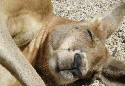 睡着的袋鼠挺治愈的～莫名感觉萌萌哒