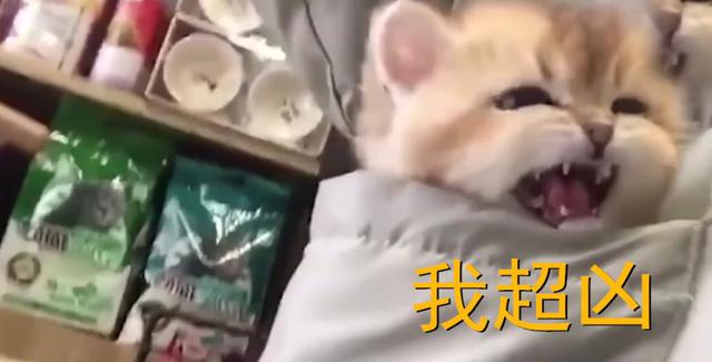 奶凶猫咪怒视路人,我很凶的,你们都离我远点,给朕退下 奶凶猫咪怒视路人,我很凶的,你们都离我远点,给朕退下