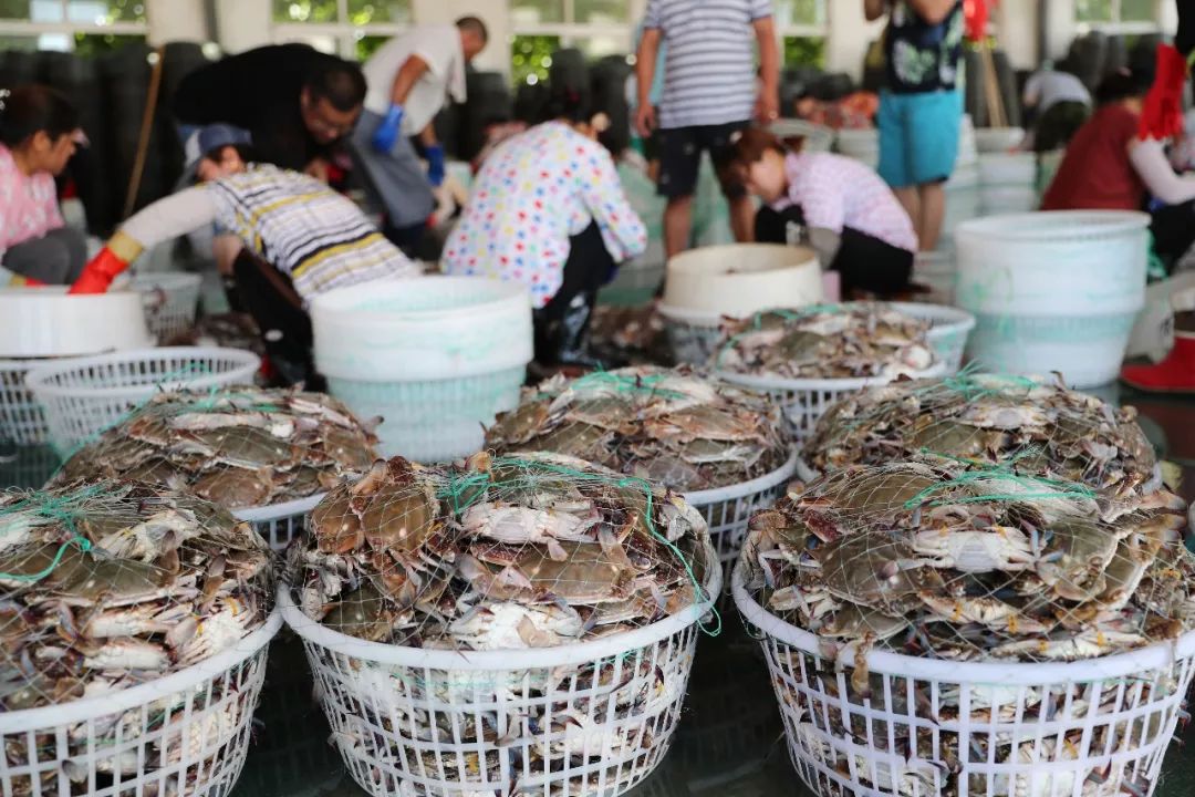 连云港又到吃梭子蟹的季节了,那这些挑选诀窍与烹饪方法要学会