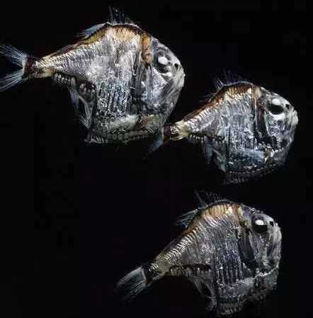 来自深海的异形鱼, 斧头鱼青面獠牙却受人当观赏鱼