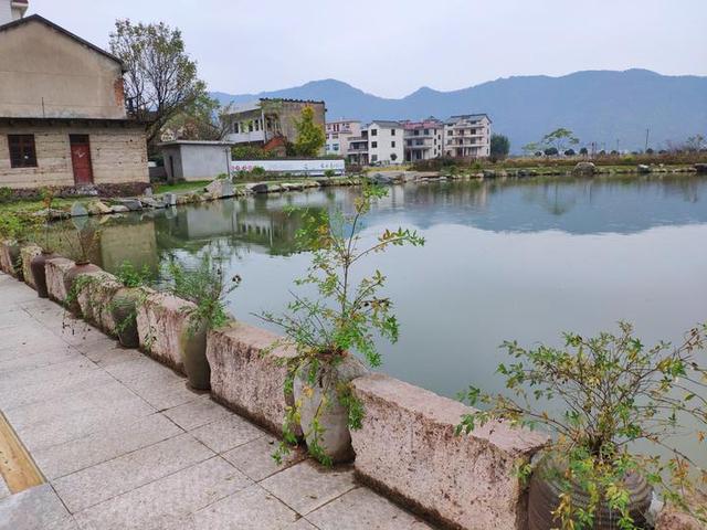 东阳江镇黄泥塘:百年老塘变成美丽小湖