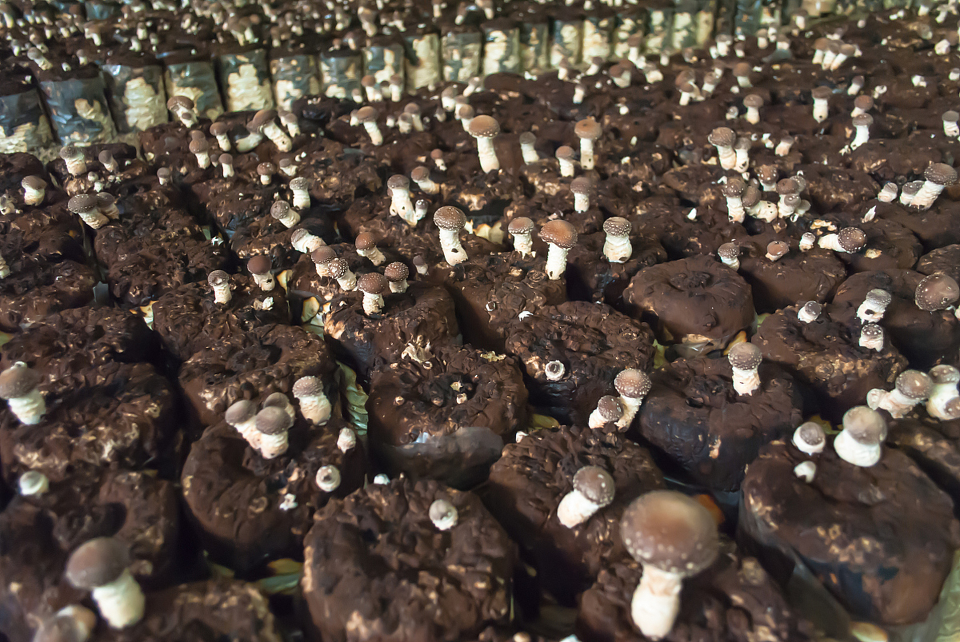 求购蘑菇菌种图片