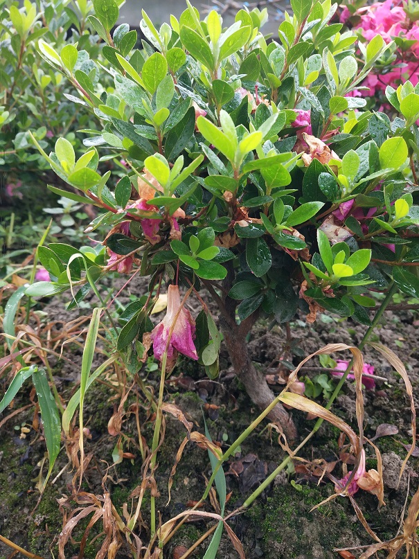 原生杜鹃,夏鹃紫宸殿,六年苗,粗2公分左右,打过弯,修剪以下可以做小品