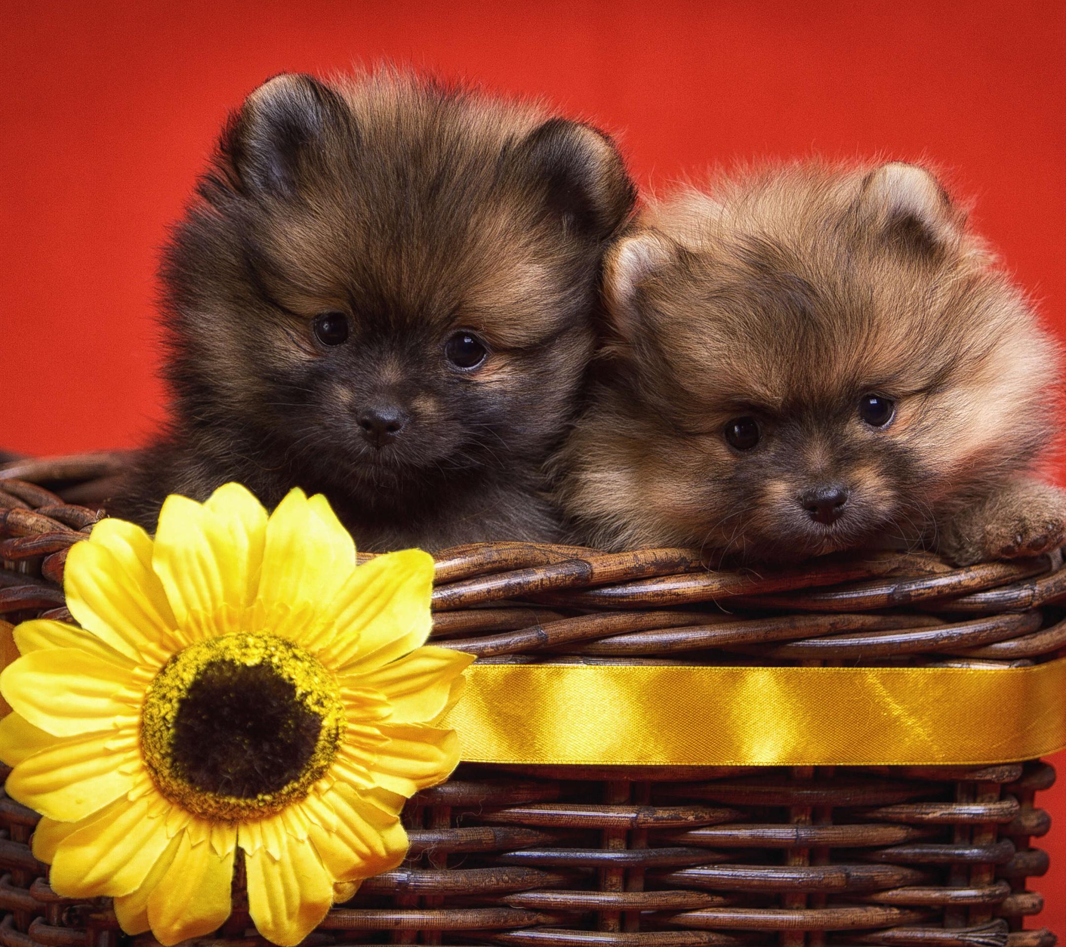 一群可爱的小生灵,萌萌哒!美图壁纸