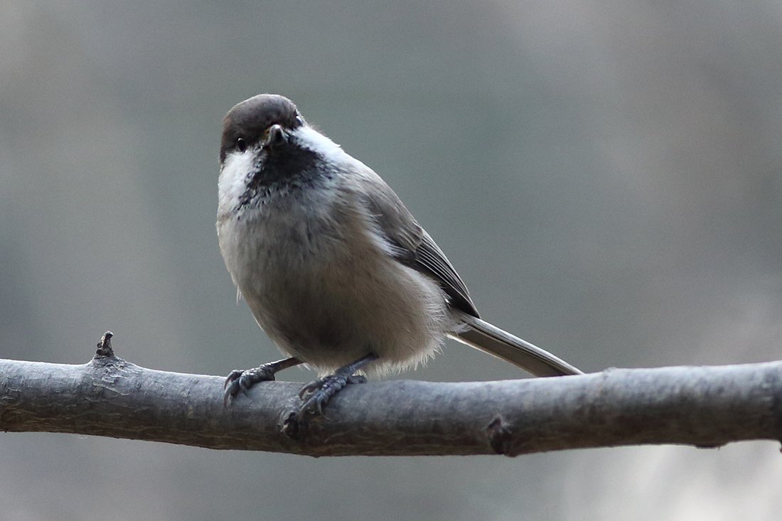 蹲守在灰头山雀出入的地方