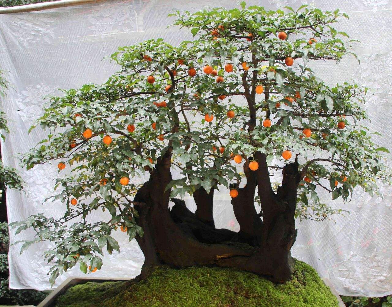 金弹子几月开花?怎样才能树美结果多呢?