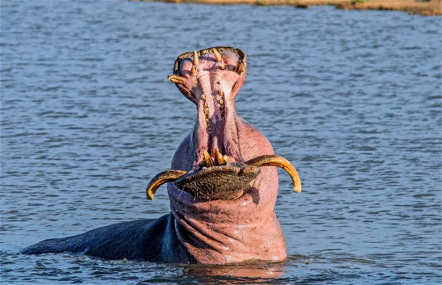 从来没看到河马的牙齿长得这么丑的.