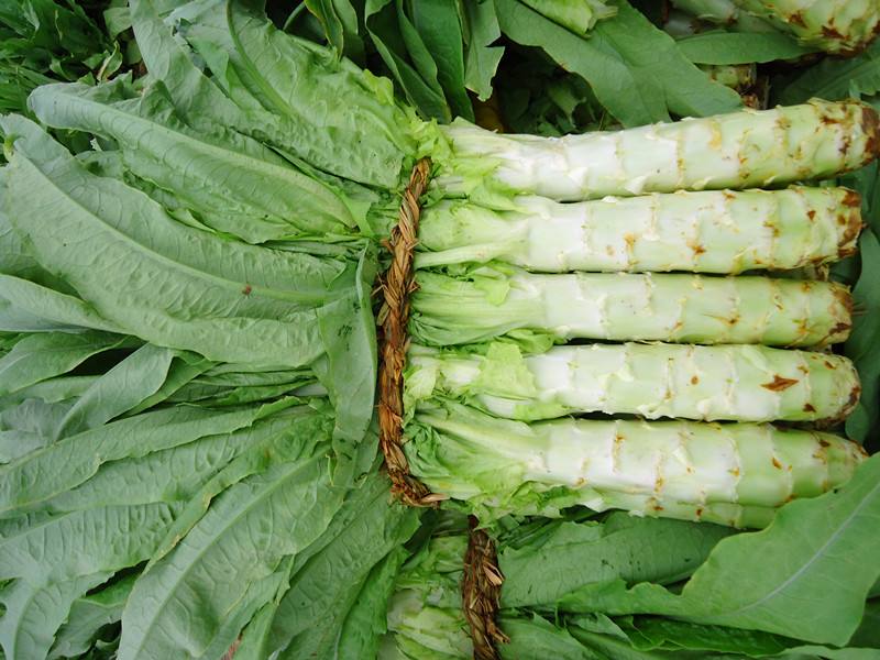 莴苣和莴笋到底哪不一样,有啥区别?老菜农:教你一招,轻松分辨