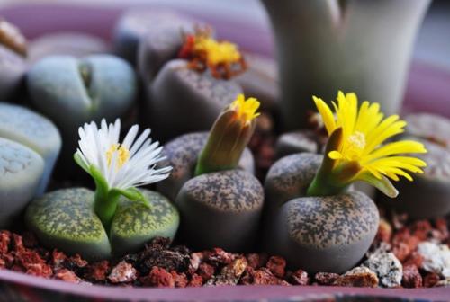 为什么有些"石头"上也能长出奇异的花朵?奇怪的石生花!