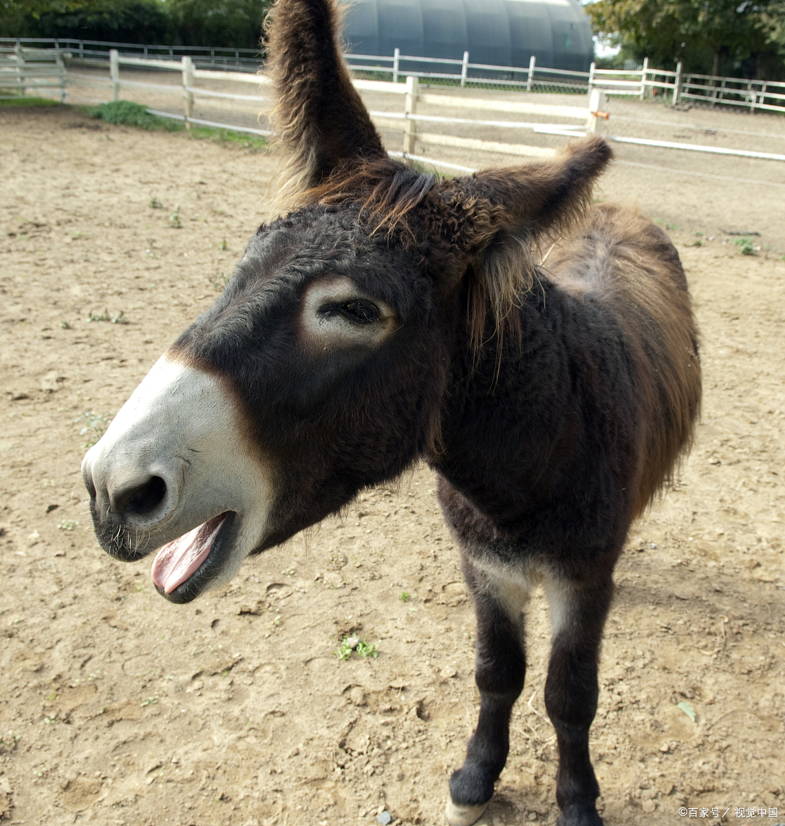 老话风中旗浪里鱼十八岁的姑娘叫槽的驴是想说啥
