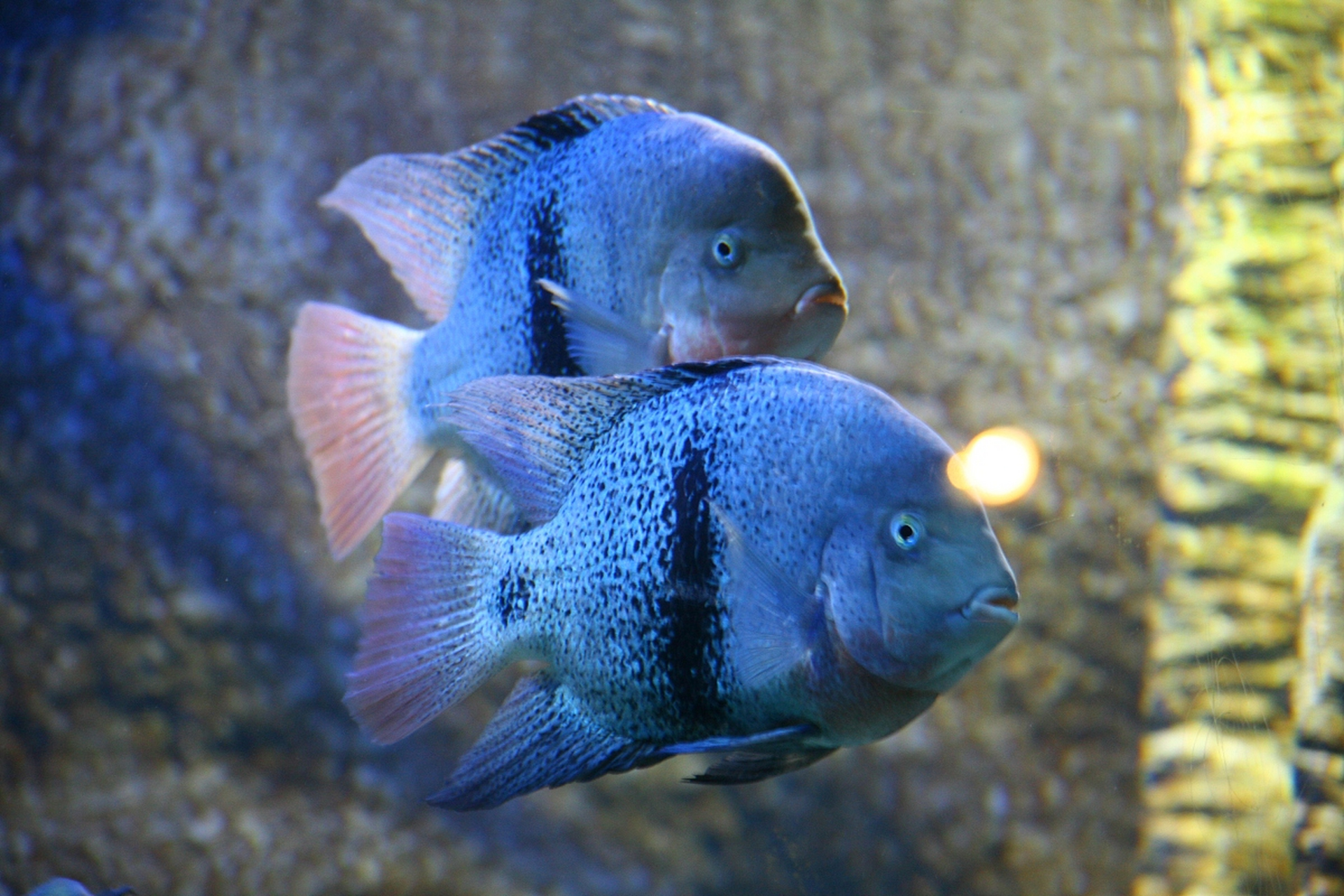 摘要:鉴别黑玛丽鱼的性别需观察背鳍形状,腹部形状,颜色和行为.