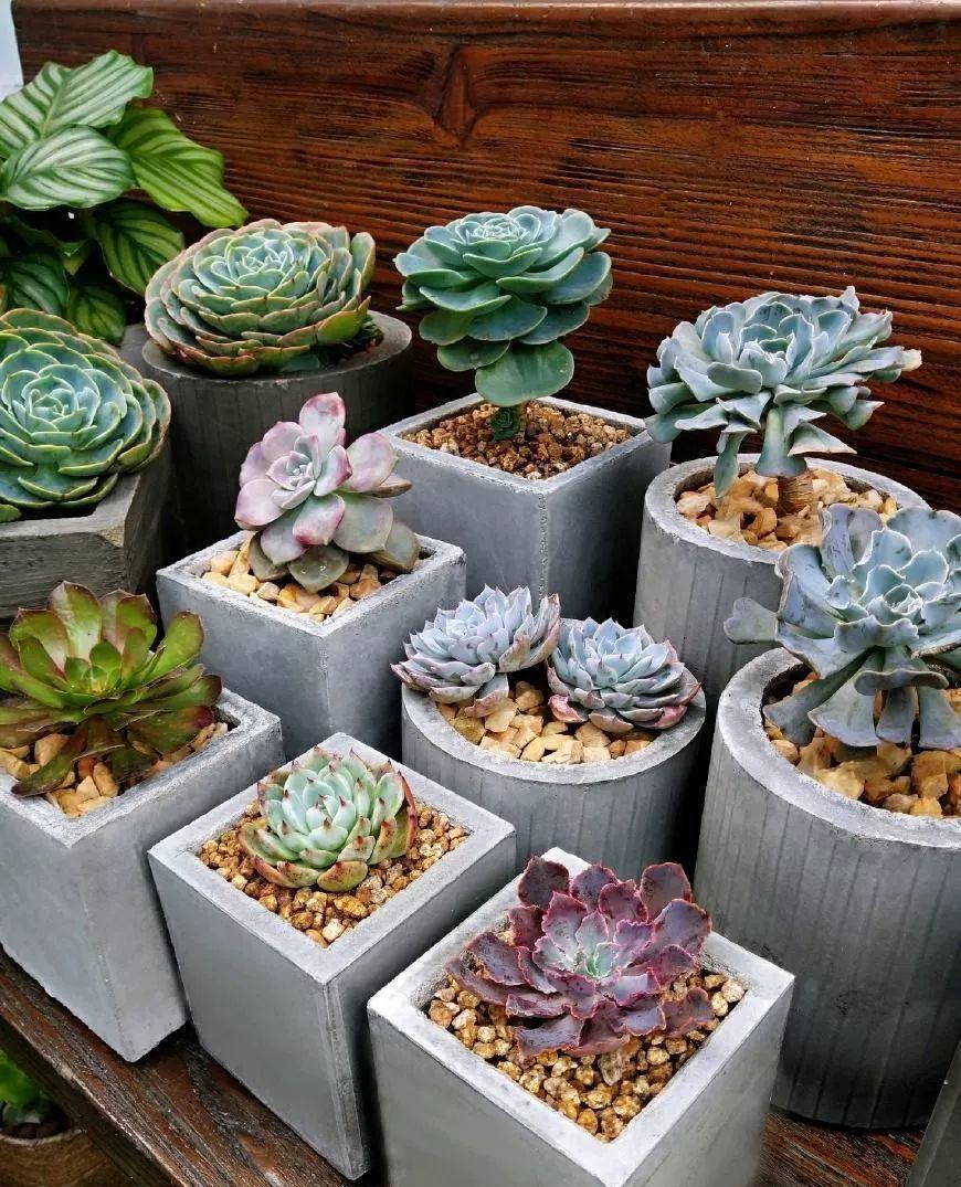 花盆- 热门商品专区