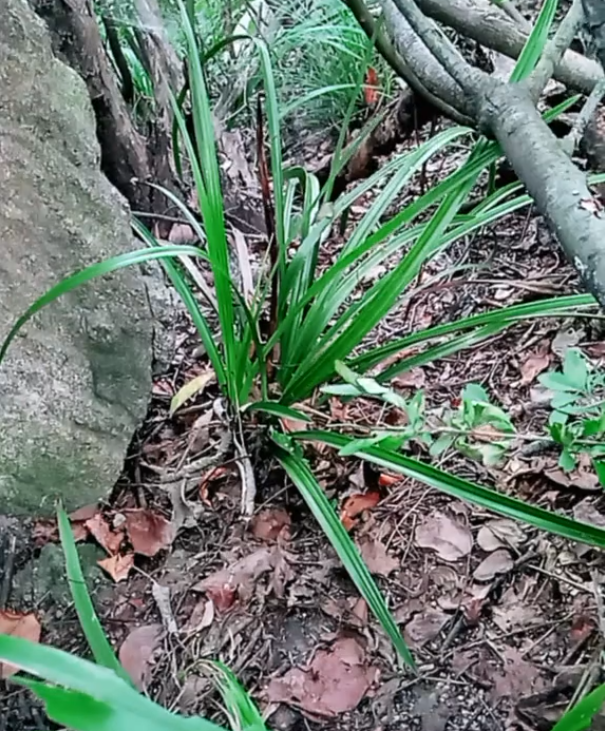 爬山遇見野蘭花,有網友說圖2是