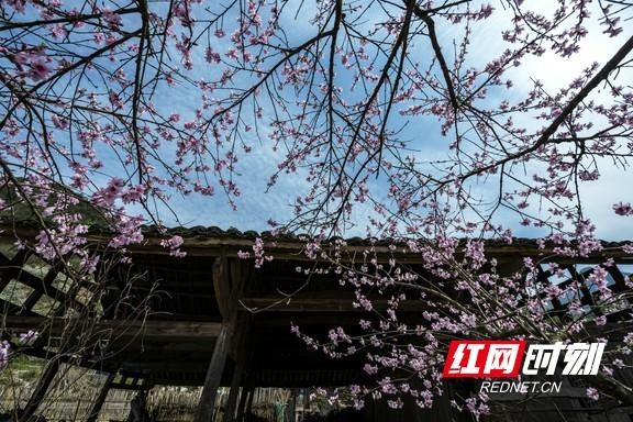 永顺:古寨春花盛开 芬芳四溢相映成趣