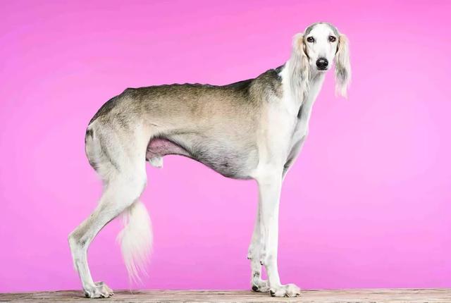 什么狗狗的腿最长?中国也有自己的骄傲,柯基:比腿,你赢了!