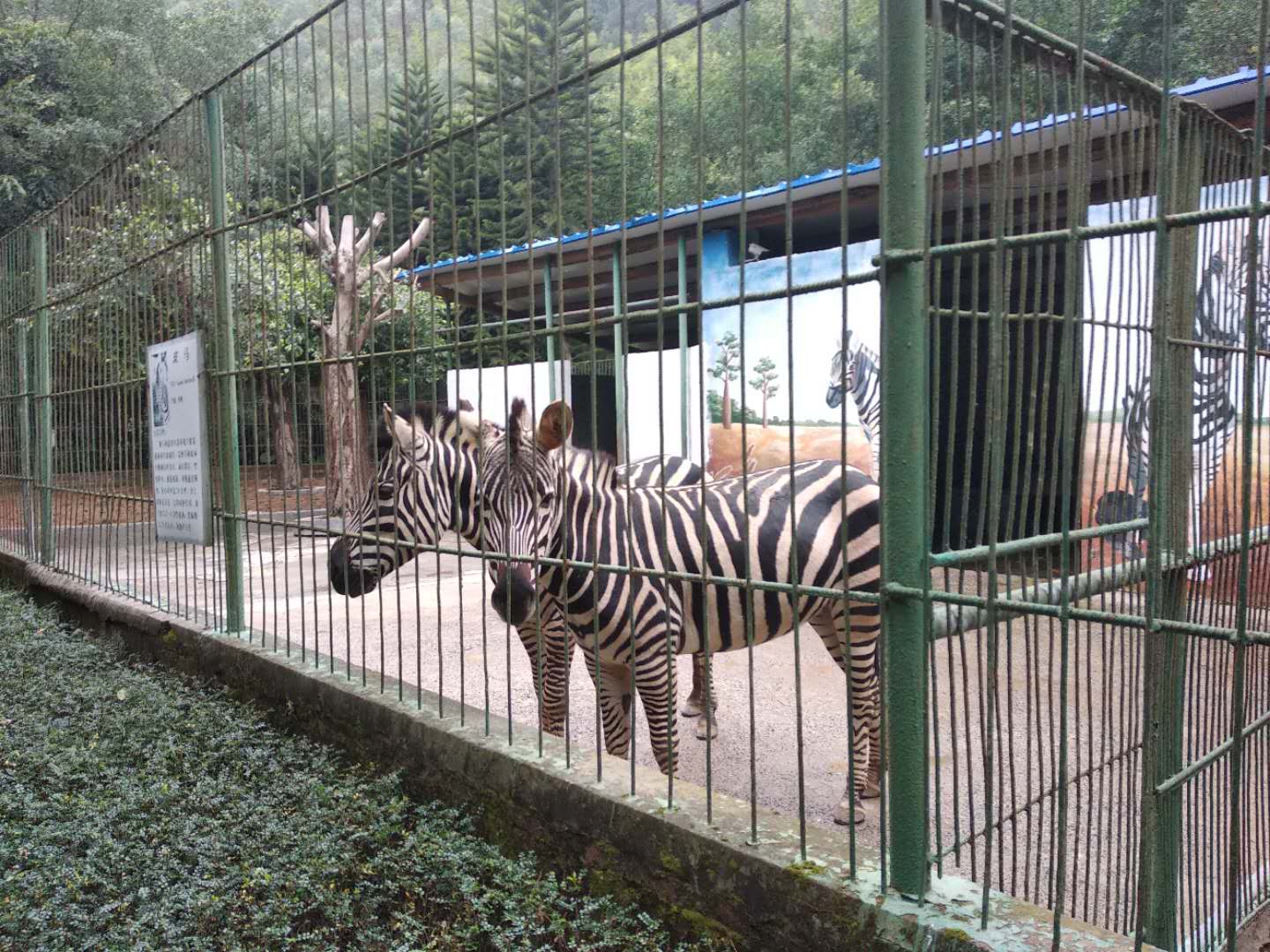 广西梧州太和花园动物园随拍,好多动物哟