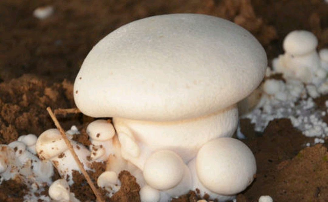 美味的白灵菇,人工栽培要注意什么?