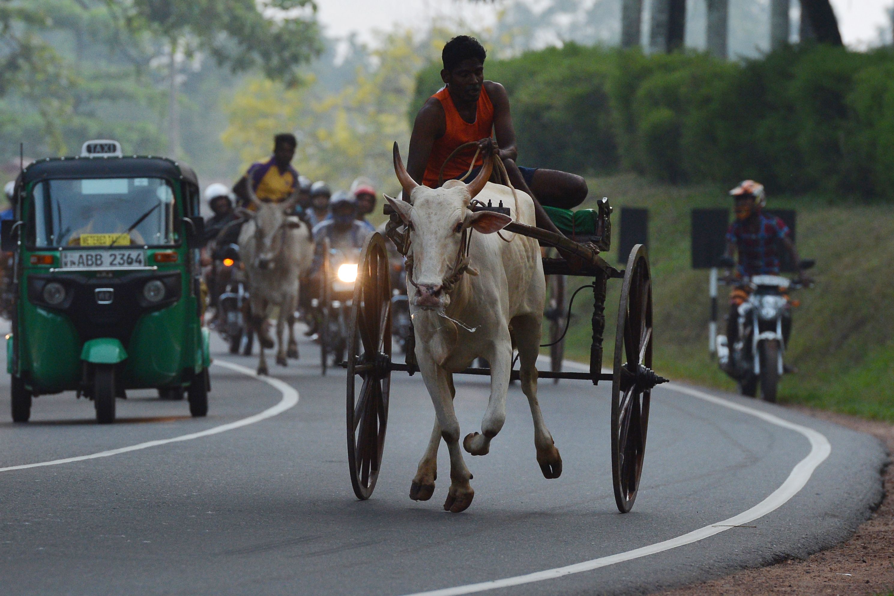 驾牛车 迎新年(8)