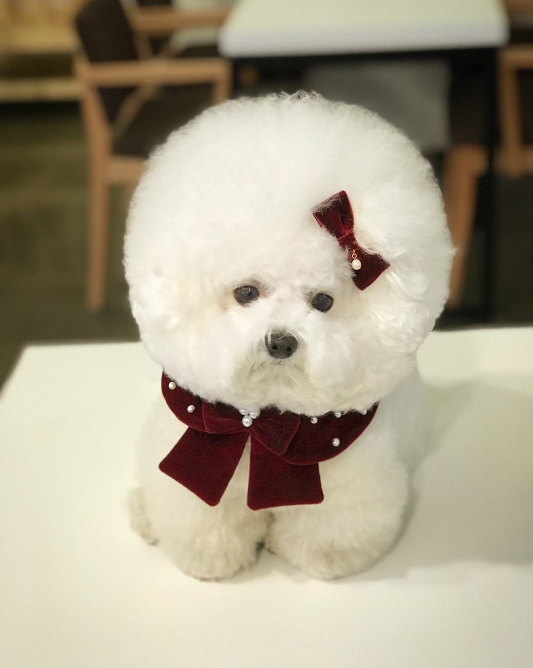 萌宠界的棉花糖宝宝,迷死人不偿命的比熊犬!