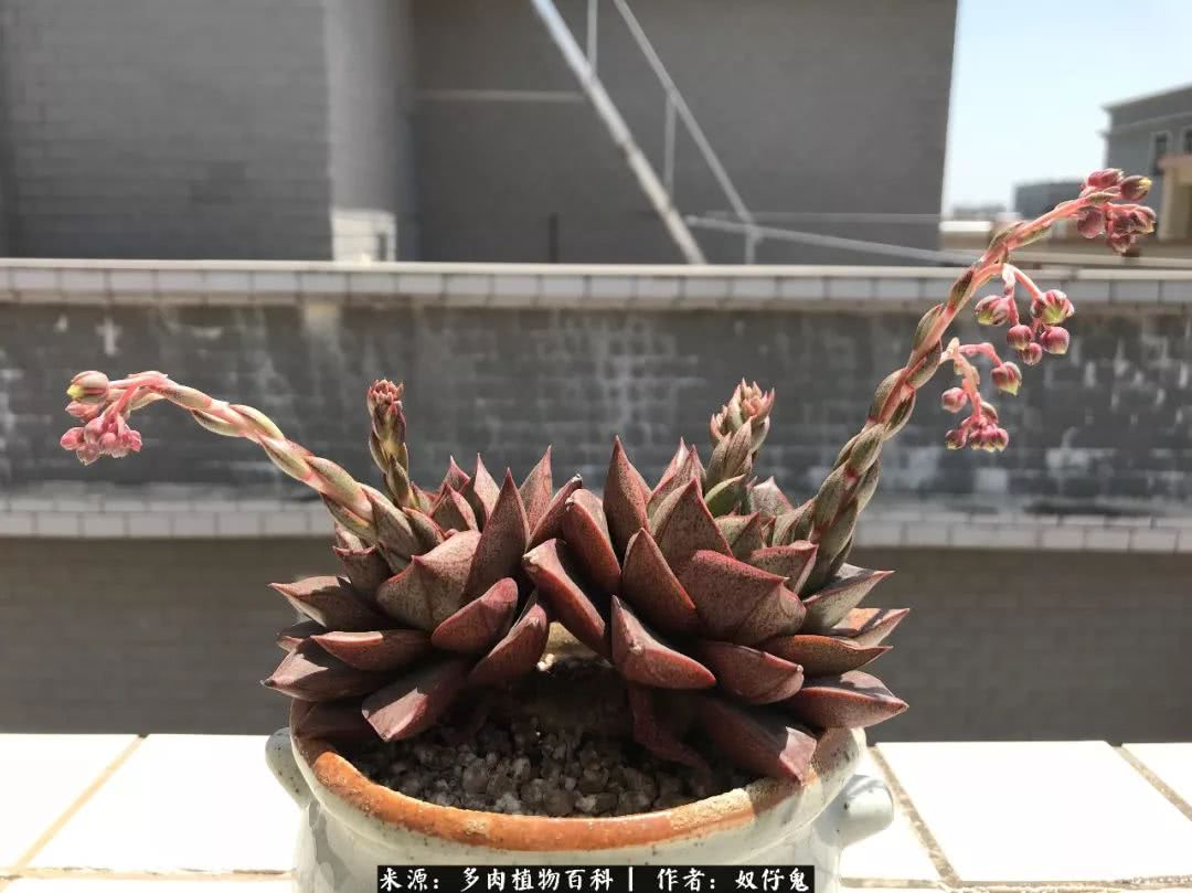 大和锦,狂抽花剑