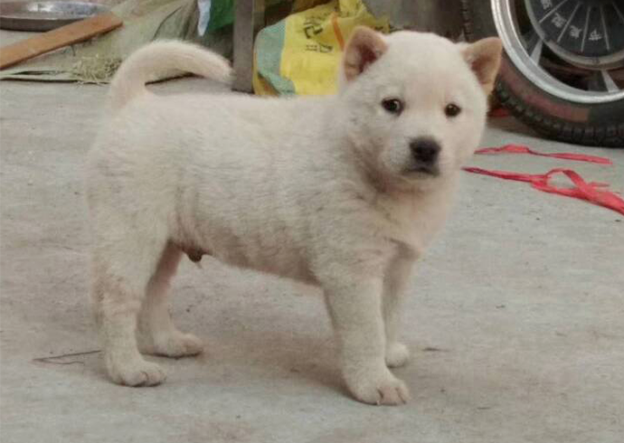 土狗本土的土,俗称中华田园犬,它的性格活泼好动,对陌生事物有极高的